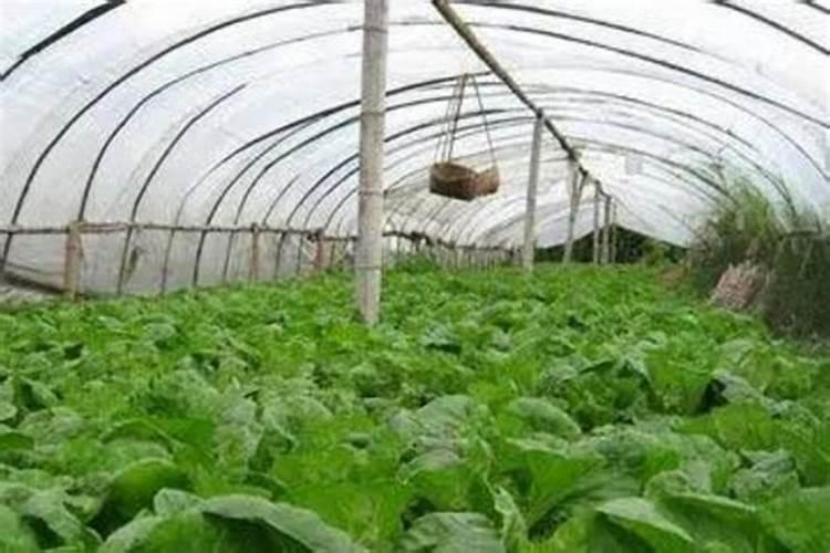 养绿萝用什么肥料最好