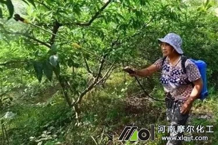 泰国青柚的种植技术