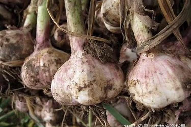 蓝莓是忌氯植物可以使用亲土一号水溶肥料吗？