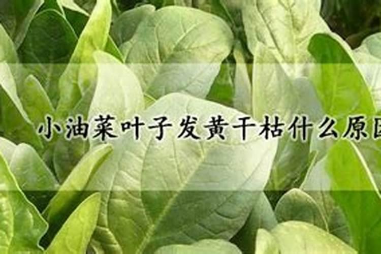 油菜叶子边缘发黄 是得了什么病？