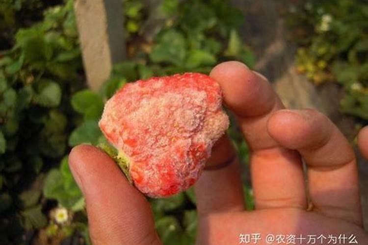 怎样使桃糖度高？