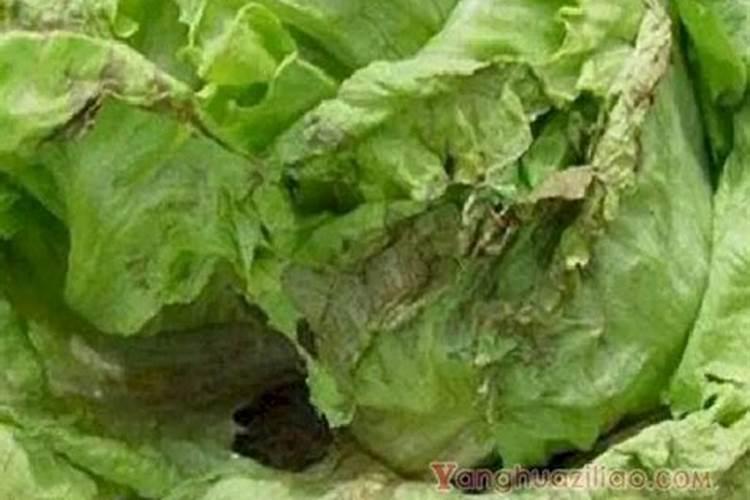 菜叶发黄是缺什么肥？