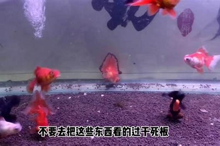 鱼塘施肥方法和注意事项