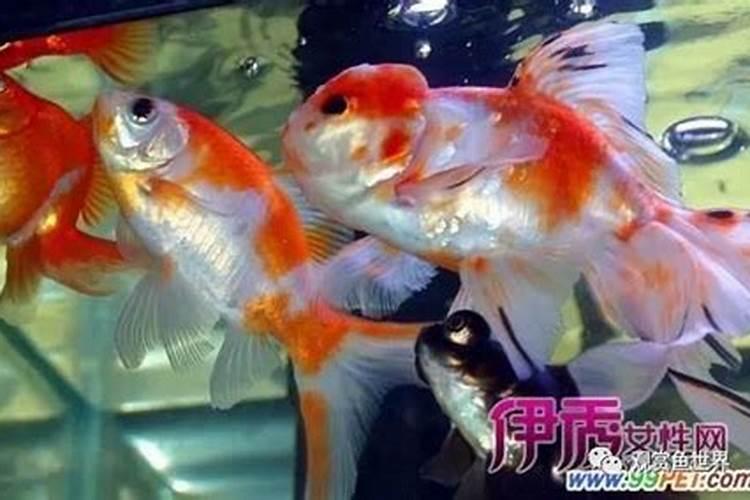 鱼塘用化肥追肥,一亩用几斤