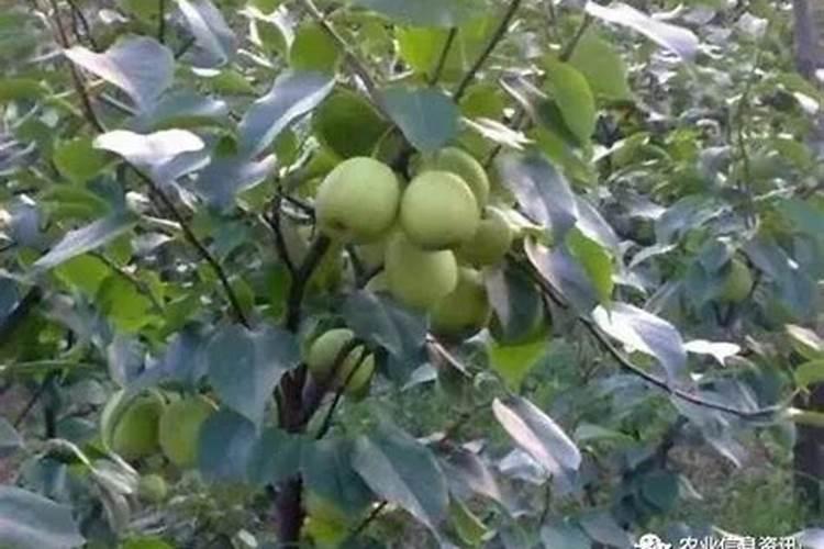 晚秋黄梨栽培中,如何管理才能获得高产和丰收？