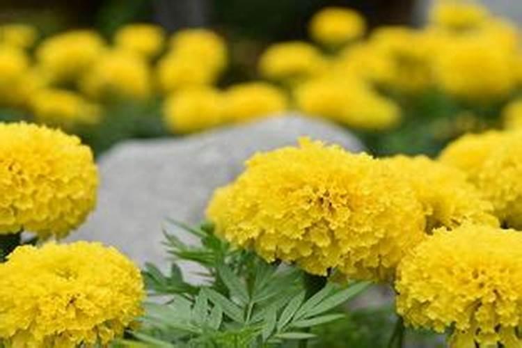 花卉磷肥用什么