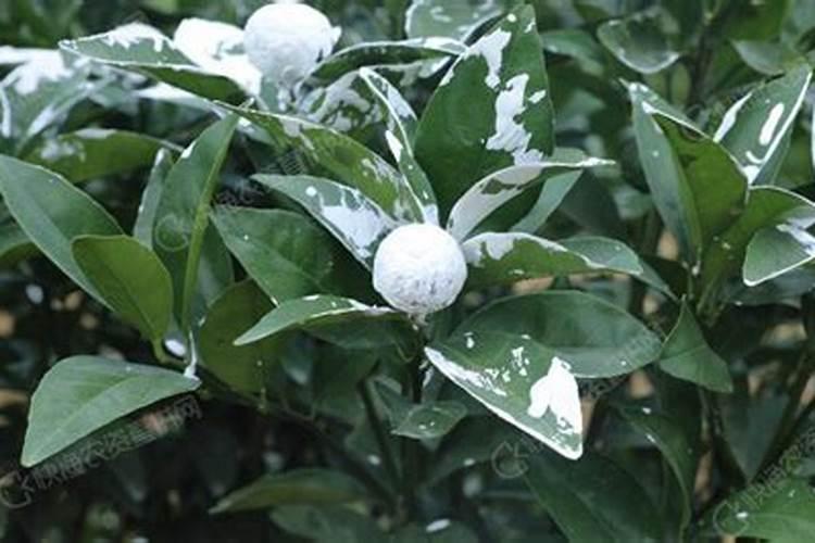 柑橘苗叶面肥施药方法