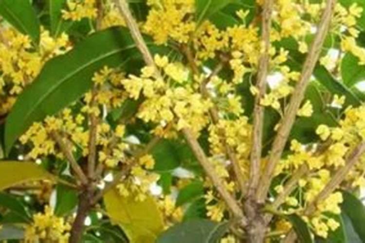 桂花移栽后多久活过来