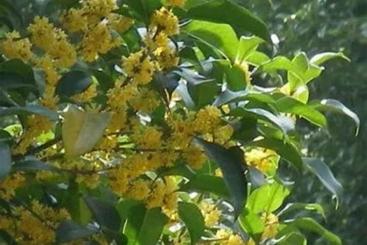 桂花移栽后多久活过来