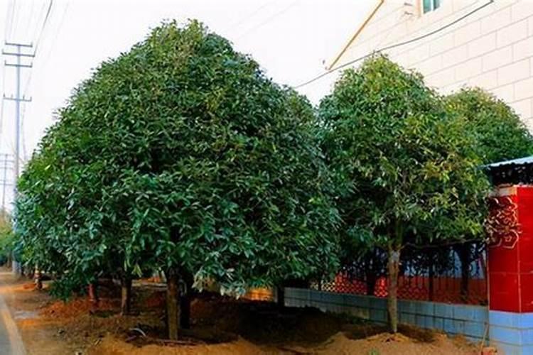 桂花树怎么移栽