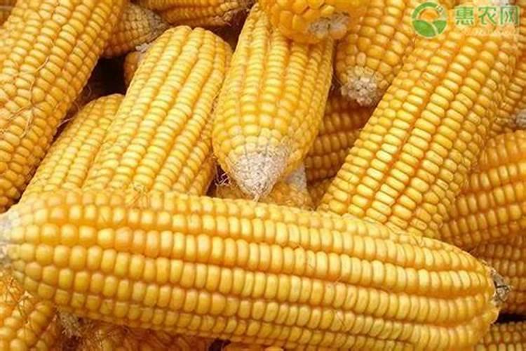 沈阳适合重黏土地区种植玉米品种有哪些？