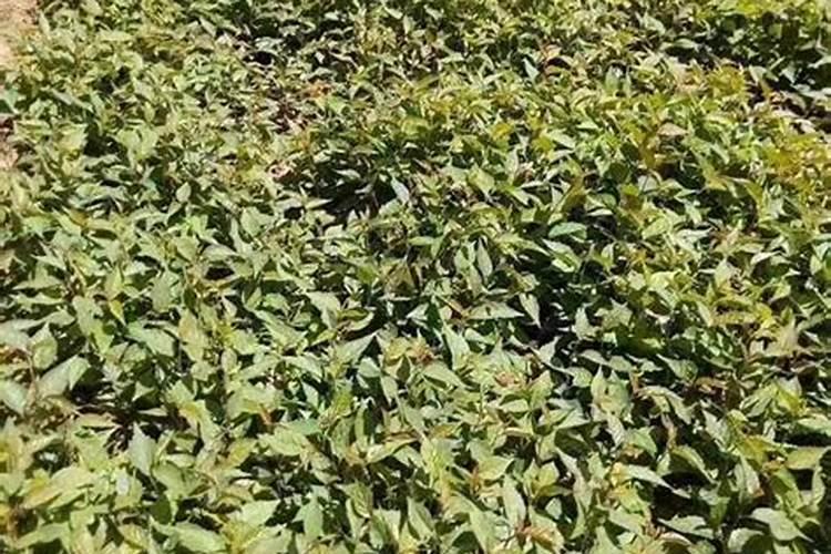 樱桃种子怎么发芽 樱桃养殖技巧总结