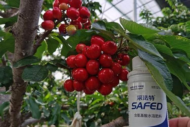樱桃水溶肥什么时候最佳