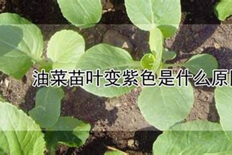 油菜缺钾该怎么施肥 我家地特别潮湿 请教施肥方法 怕浇水苗烂