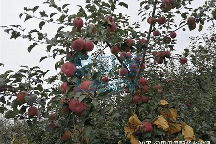 一亩地用多少硼肥 如何正确施硼肥