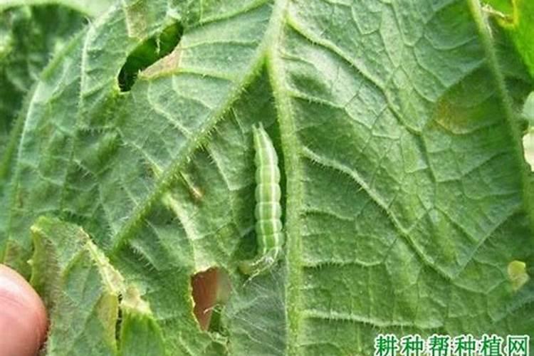 苦瓜的病害防治