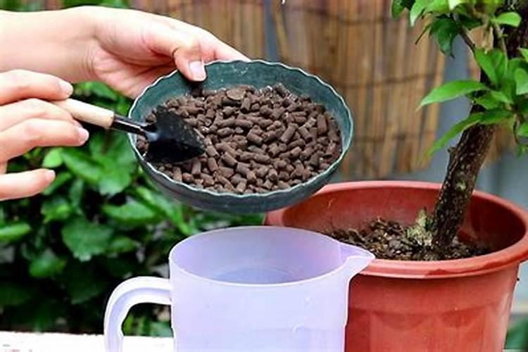 三角梅怎么施肥