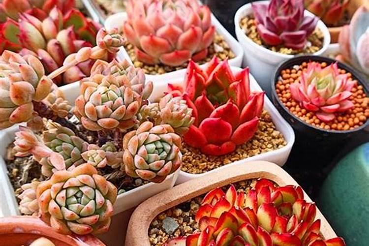 用什么水浇灌沙漠玫瑰花开满树