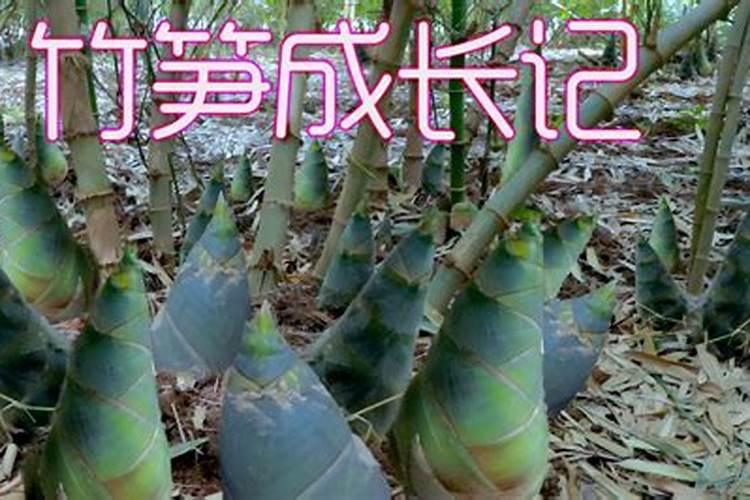 竹笋施肥用什么肥料