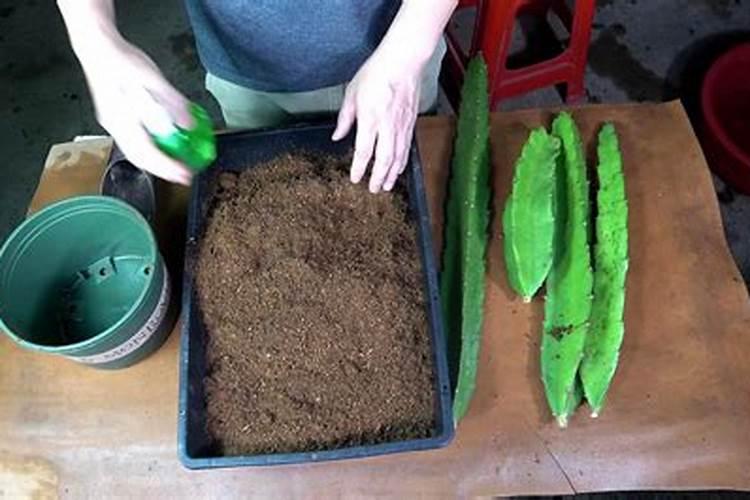火龙果枝条粉碎可以做肥料吗？