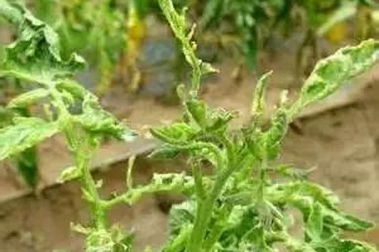西红柿不同生长阶段的施肥计划