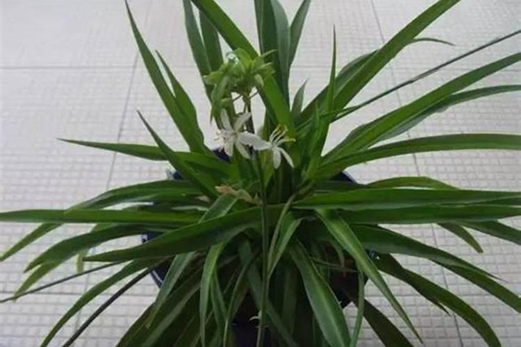 做粽子的灰水是什么做的