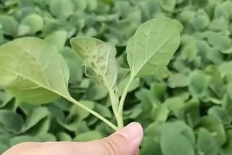 番茄,辣椒该怎样进行配方施肥 蔬菜技术