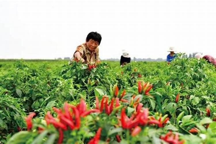 种植了番茄、辣椒等蔬菜作物,可以用含氨基酸的的水溶肥吗？什么样的施肥...
