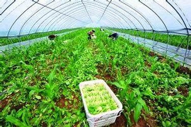 种小白菜放什么肥料好
