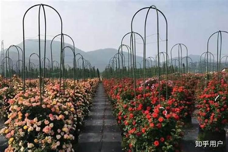 月季花施什么肥料开花多