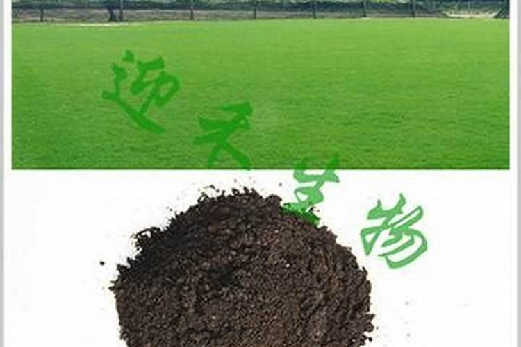 用什么草坪专用肥好