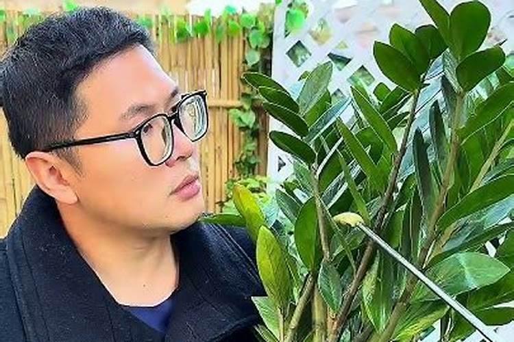 莴苣叶是什么情况？谢