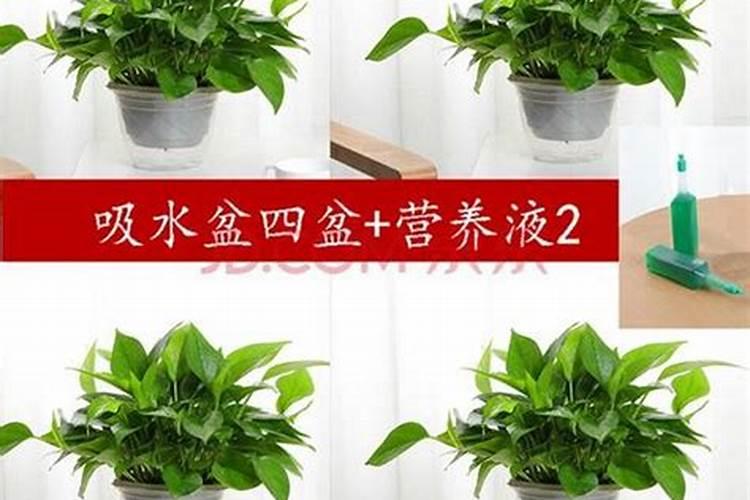 绿萝施什么肥才能更旺盛