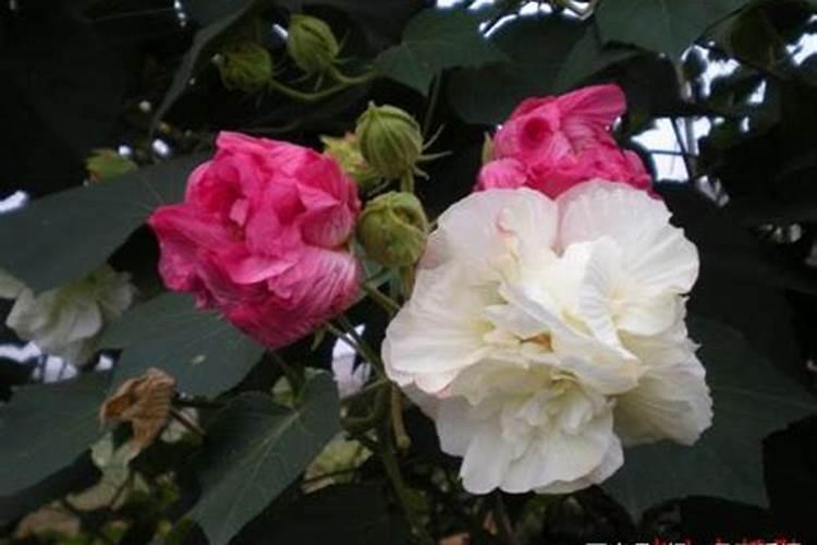 芙蓉花浇什么肥料合适