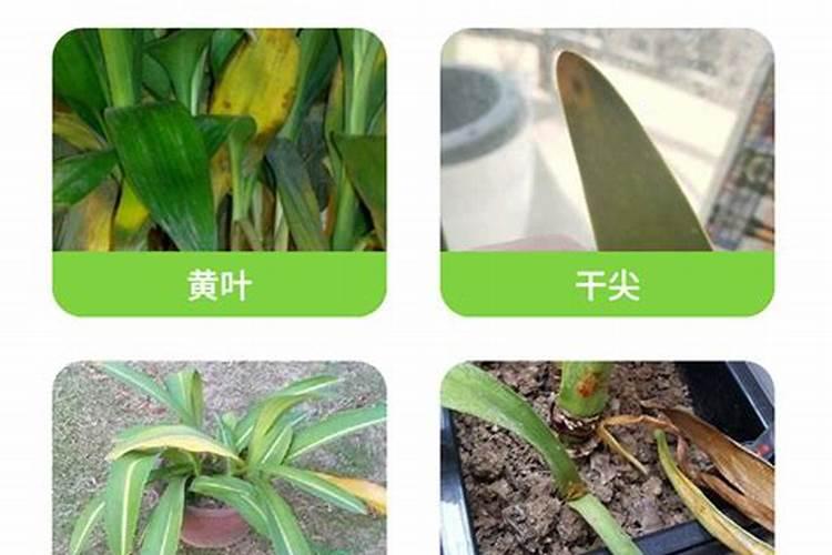 朱顶红喜欢化肥吗？他喜欢用什么肥料？