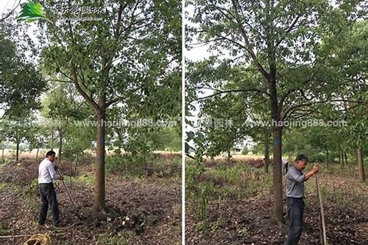 三 四份香樟树施什么肥