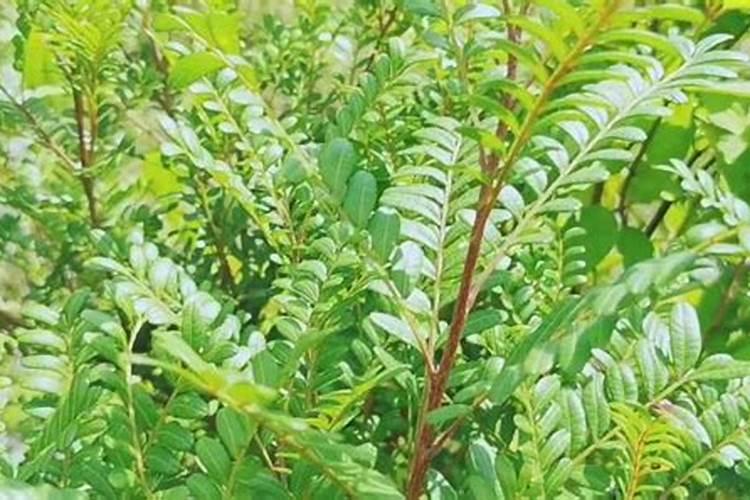 清香木施肥用什么肥料好 喜欢什么肥
