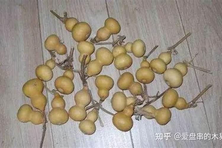 手捻葫芦的种植方法和管理