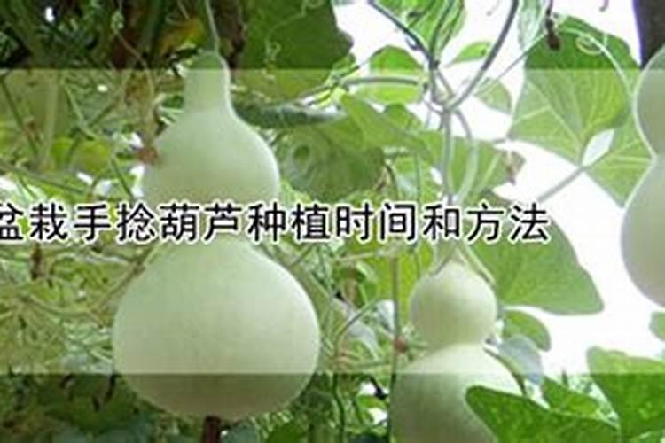 手捻葫芦的种植方法和管理