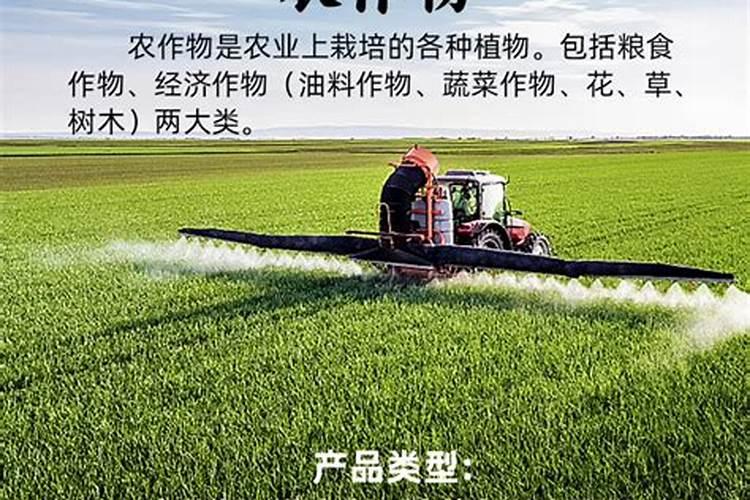 多肉夏天可以施肥吗 用什么肥料比较好