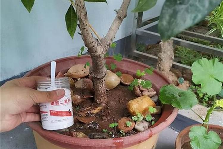 磷酸二氢钾的作用适合哪些花
