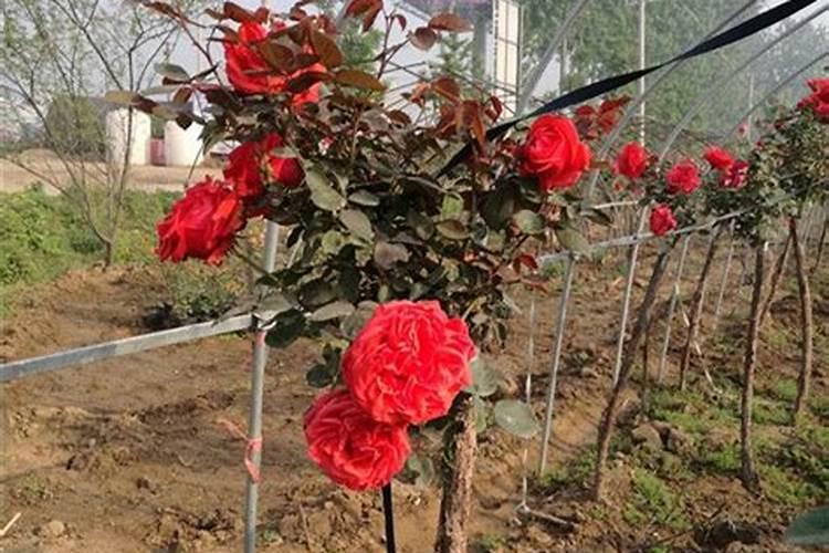 磷肥在什么时候施肥最好？月季什么时候施磷肥