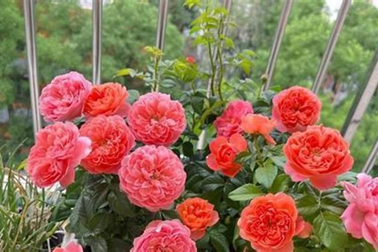月季花一年四季的施肥特点