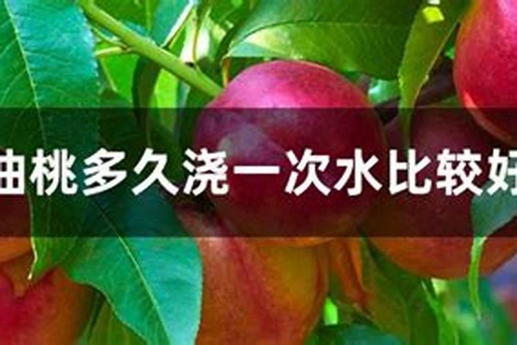 大棚桃树硬核期可以喷施叶面肥吗
