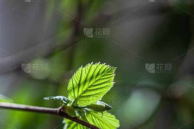 刚长叶子的玉米苗可不可以喷叶面肥