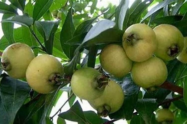 怎么养红鳞蒲桃