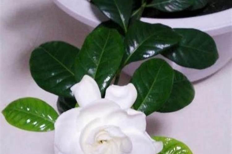 栀子花花苞时浇什么肥料(栀子花施什么肥才能长出花蕾)