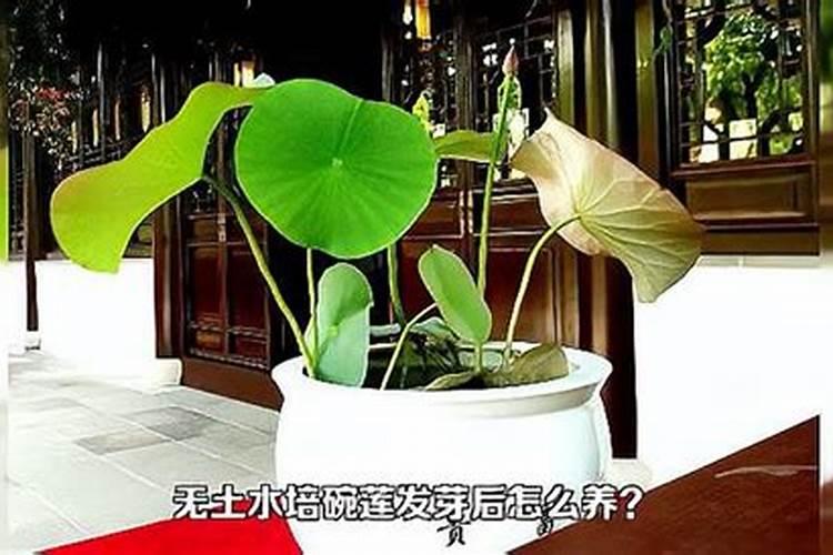 碗莲用哪些肥