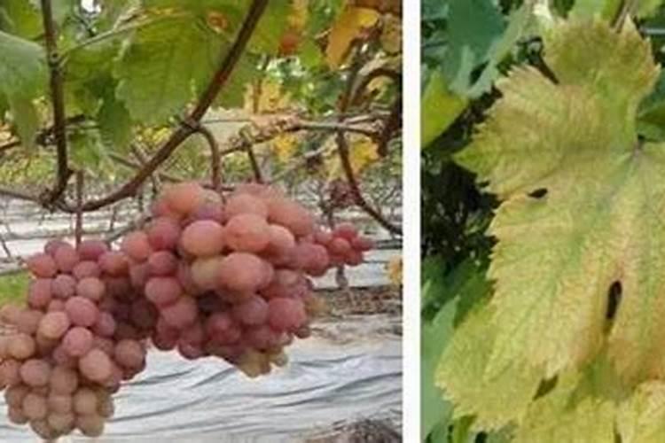 葡萄脱青转色最佳方法