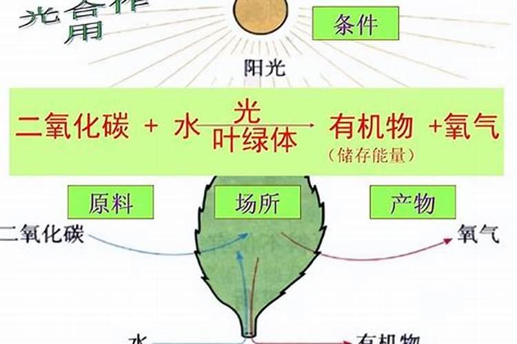 使叶面深绿的叶面肥,使叶色浓绿的是什么肥